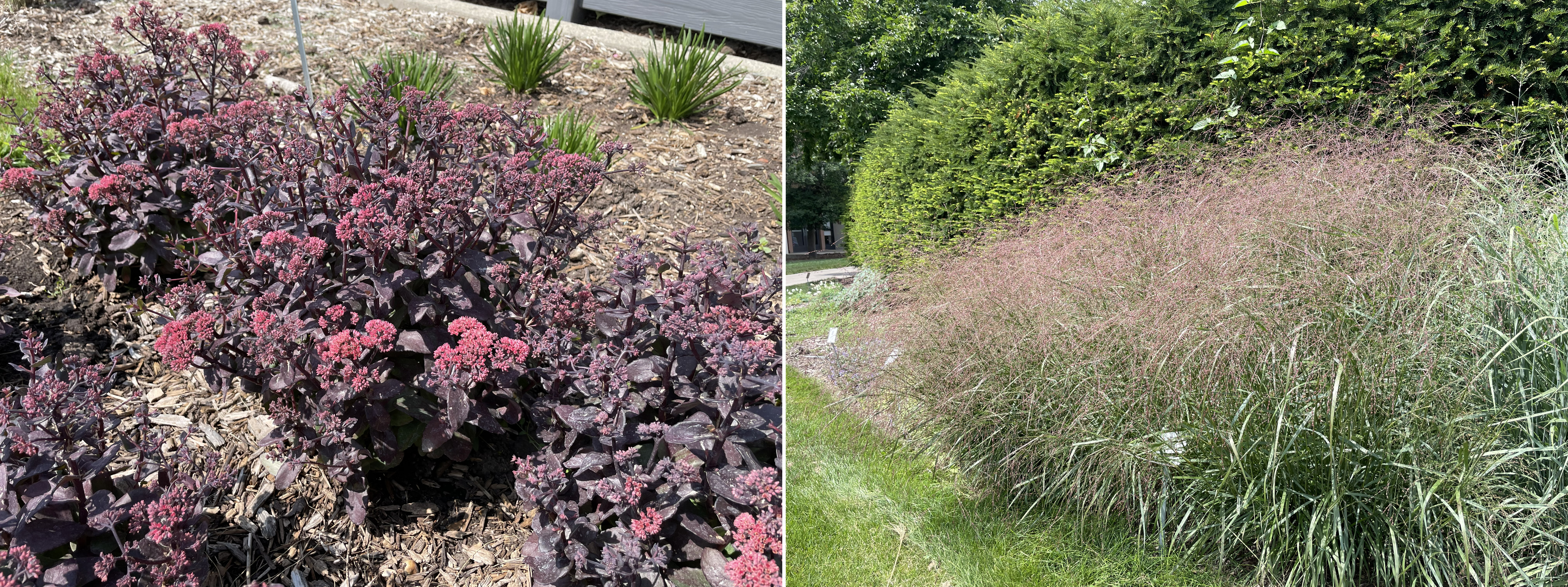 Photo 12 and 13 MSU Gardens 2026.jpg